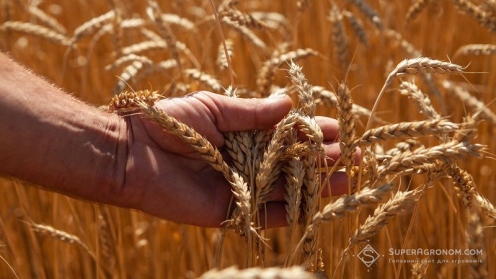 Біологічна урожайність пшениці: навіщо та як її рахувати? — SuperAgronom.com